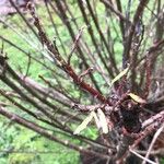 Salix rosmarinifolia Blatt