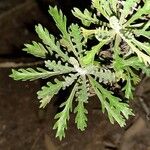 Euryops pectinatus Leaf