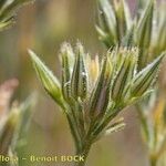 Minuartia glomerata Fruto