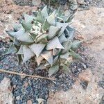 Ariocarpus retusus Yaprak