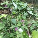 Prenanthes purpurea Leaf