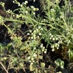 Parthenium hysterophorusफूल