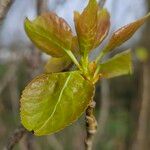 Populus nigra Leaf