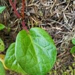 Pyrola asarifolia Leaf