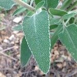 Phlomis purpurea Blad