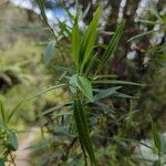 Veronica salicifolia G.Forst.Leaf