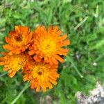 Pilosella guthnikiana Flower