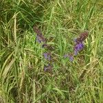 Dracocephalum thymiflorum Habit