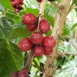 Coffea arabica Плід