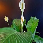 Spathiphyllum cannifolium Levél