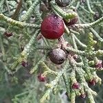 Juniperus phoenicea Frukt