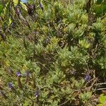 Lavandula minutolii Habit