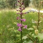 Gymnadenia conopseaFlower