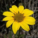 Helianthus gracilentus Květ