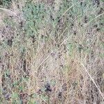 Crotalaria goreensis Habitat