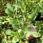 Coronilla valentina Blad