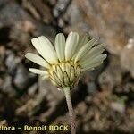 Leucanthemopsis pectinata Flower