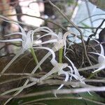 Cyrtorchis chailluana Flower