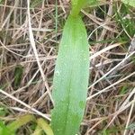 Dactylorhiza insularis Leaf