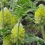 Astragalus alopecurus