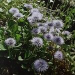 Globularia incanescens