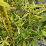 Phyllostachys aurea Hoja