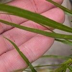 Solidago ptarmicoides Hoja