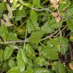 Teucrium flavum Blatt