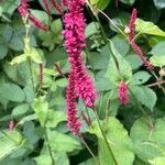 Bistorta amplexicaulis Floare