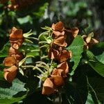 Dombeya acutangula Fruit