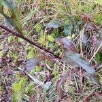 Solidago puberula Hoja