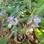 Solanum elaeagnifoliumFlor