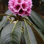 Rhododendron hodgsonii Квітка