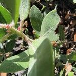 Arctostaphylos columbiana ᱥᱟᱠᱟᱢ