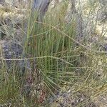 Ephedra viridis Levél