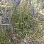 Ephedra viridis Leaf