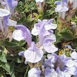 Scutellaria alpina Flower