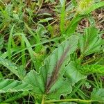 Monsonia longipes Leaf