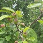 Malus sylvestris Плод