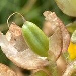 Erythranthe guttata Fruit