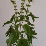 Ocimum americanum Лист