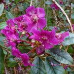 Rhododendron baileyi