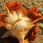 Adansonia digitata Fleur