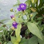 Strobilanthes pentastemonoides Кветка