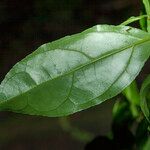 Casearia acuminata Листок