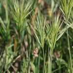 Bromus rubens ফল