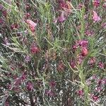 Eremophila oppositifolia Fleur