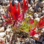 Leucadendron salignum Blomma