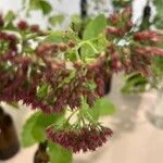 Hylotelephium spectabileFlower