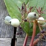 Cornus sericea Fruit